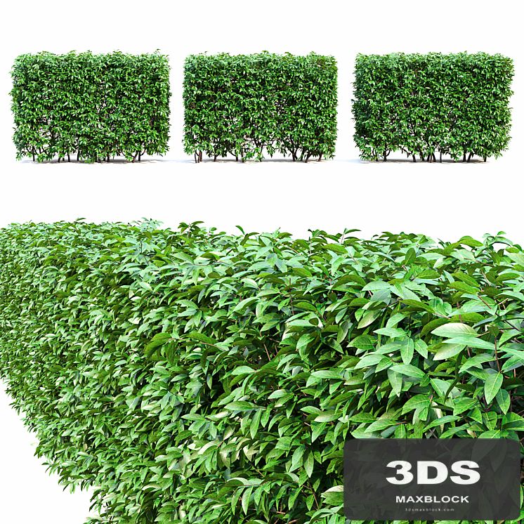 Ligustrum  hedge