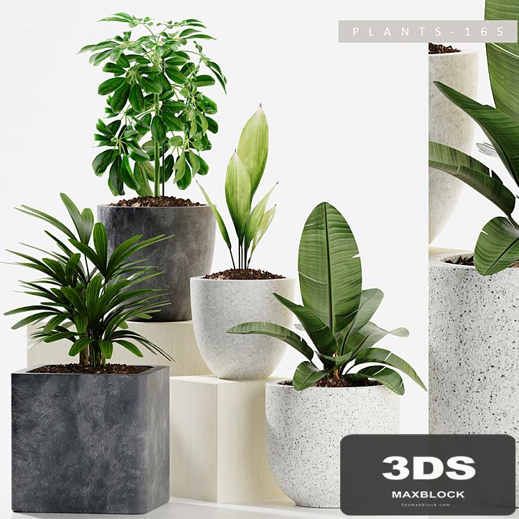 PLANTS 165
