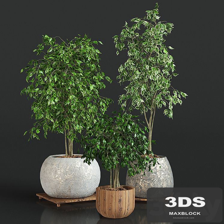 Collection of plants 1 | ficus