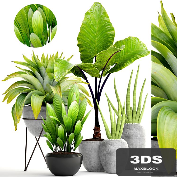 Collection of plants 145. tropical plants, bromeliad, concrete pot, flowerpot, alocasia, bush, sansevieria, exotic, bromelia