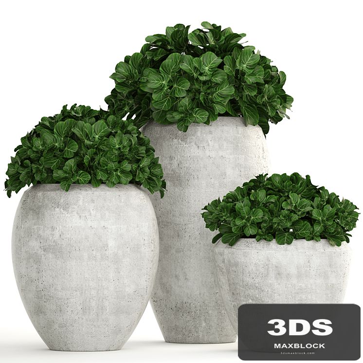 Collection of plants 146. Bush, bushes, garden plants, concrete pot, flowerpot, outdoor, decorative