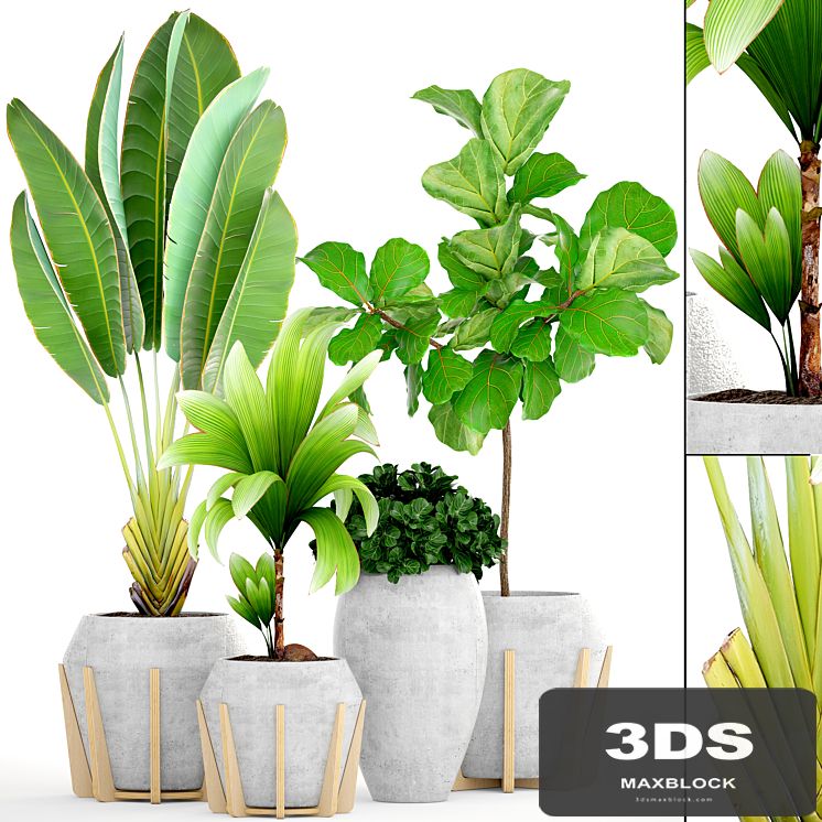 Collection of plants 147.Tropical plant, Concrete flowerpot, flower, pot, Ficus lyrata, tree, bush, coconut tree, exotic, decorative