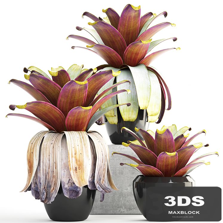 Collection of plants 149. Bromeliad, botanical garden, pot, flowerpot, bush, tropical, decorative, Bromelia