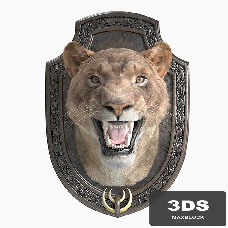 a lion