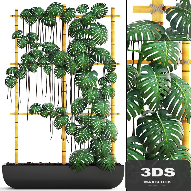 Monstera 7. vertical garden, phytowall, eco design, monstera, ornamental bush, pot, flowerpot