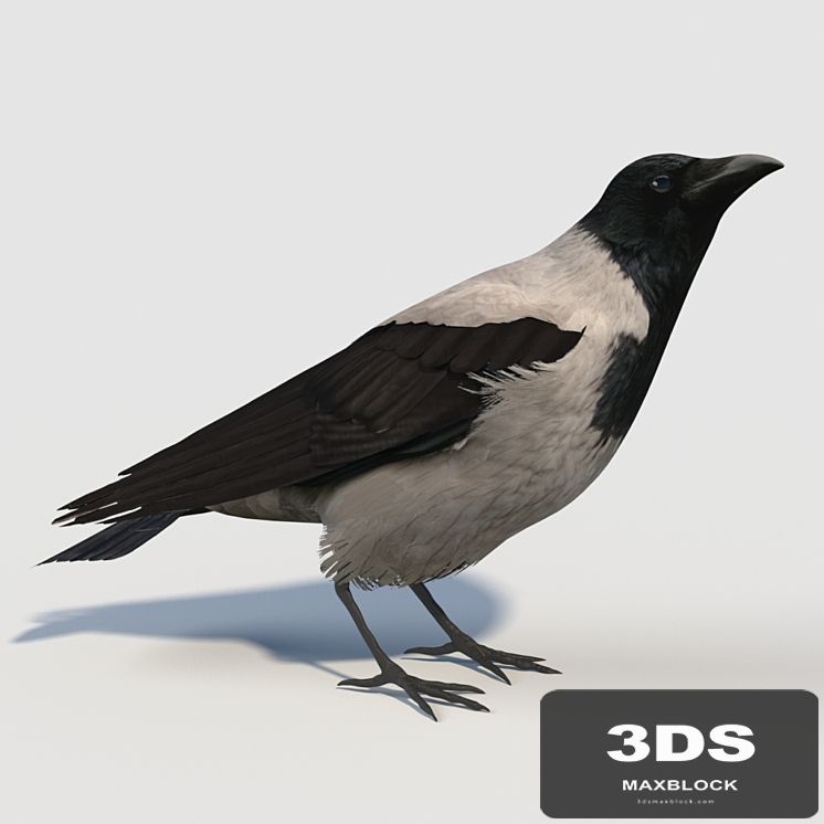 Hooded Crow (bird)