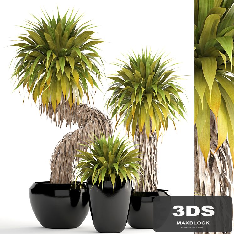 Collection of plants 151. Yucca Elata, bush, exotic, tropical, plants, flowerpot, pot