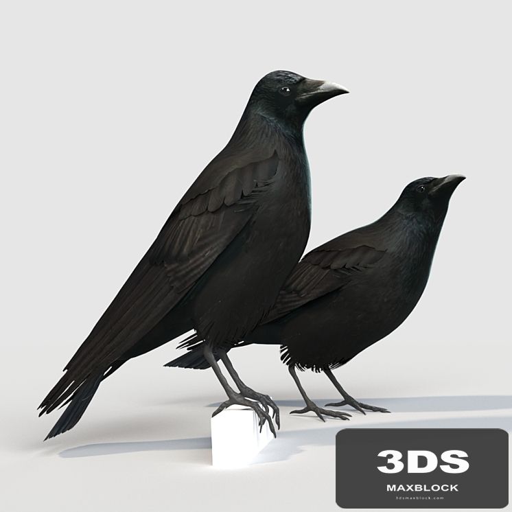 Carrion Crow (bird)