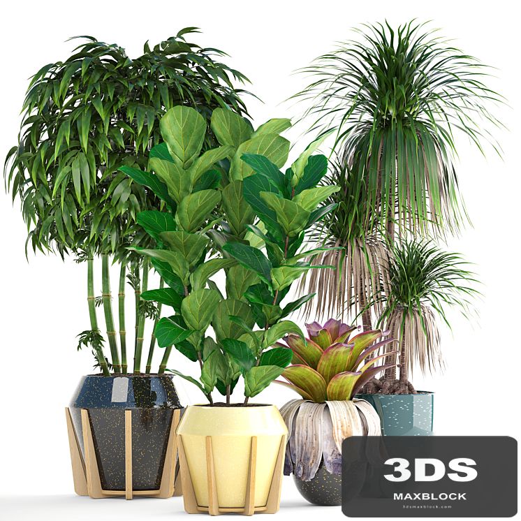 Collection of plants. Bamboo, bushes, Ficus Lyrata, Dracaena, exotic flower, bromelia