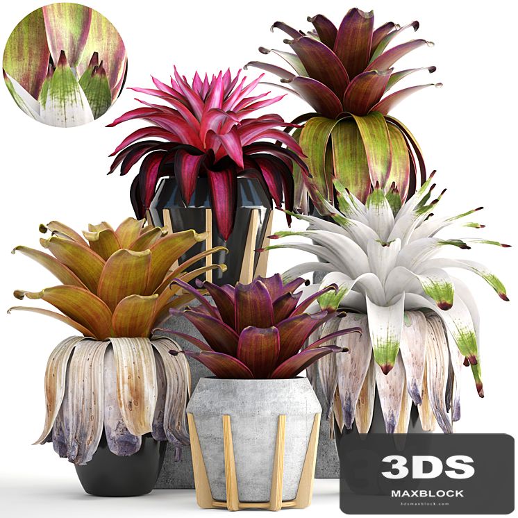 Collection of plants 153. Bromelia, Bush, Plants, Pot, Flowerpot, Bromeliad, Botanical, Garden, Decorative, Tropical