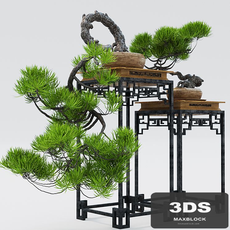 Semi bonsai