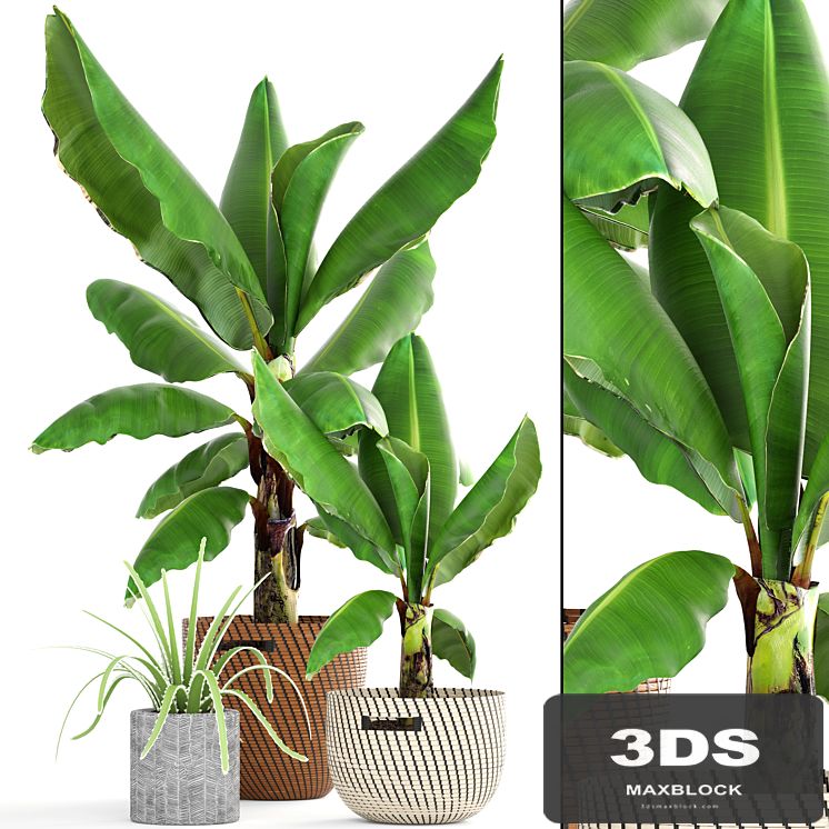 Collection of plants 157. Banana palm, basket, rattan, bush, revenala, decorative, indoor, outdoor