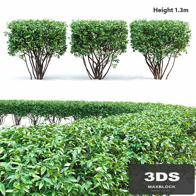 Birucina (Ligustrum) hedge №2