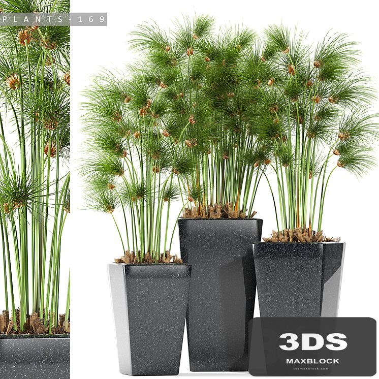 PLANTS 169