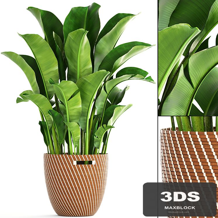 Banana palm 1. banana palm, basket, rattan, decorative, room, interior, pot, bush, strelitzia
