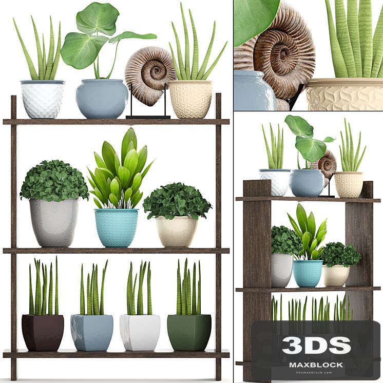 Collection of plants. Rack with decor, pot, flower, bush, ammonite, vase, shelf with flowers