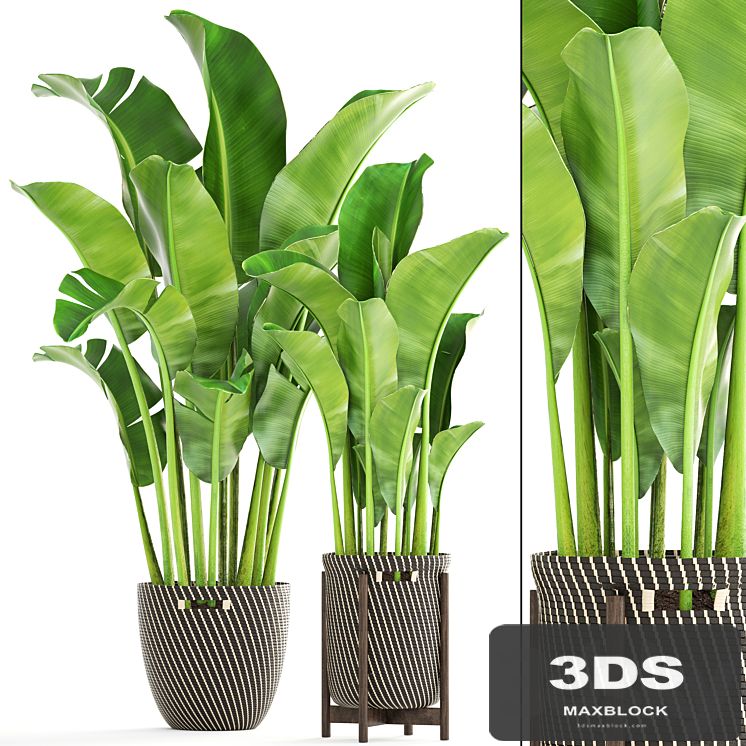 Collection of plants 161. Banana palm, Basket, rattan, flower, interior, decorative, strelitzia, flowerpot