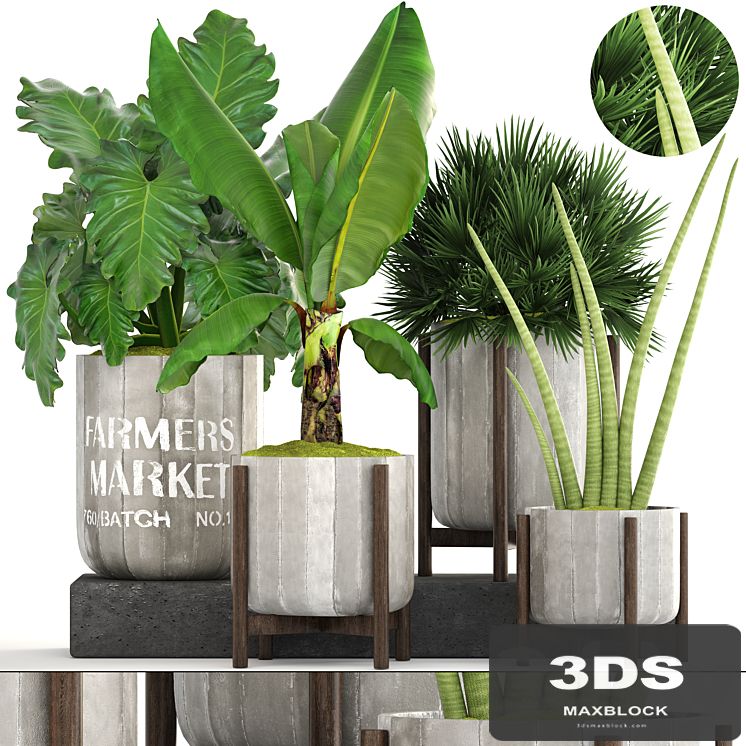 Collection of plants. Concrete pot, flowerpot, banana, chamerops, palm tree, banana, bush, exotic plants, outdoor