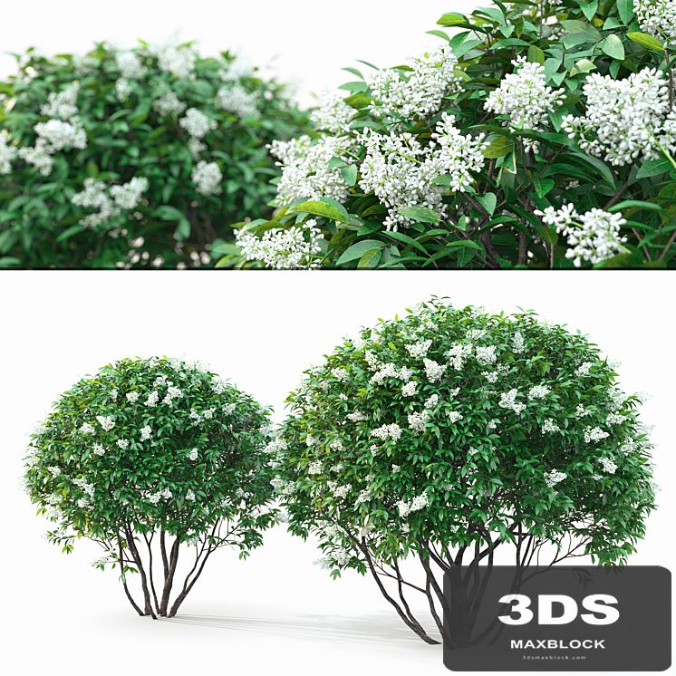 Ligustrum flowering