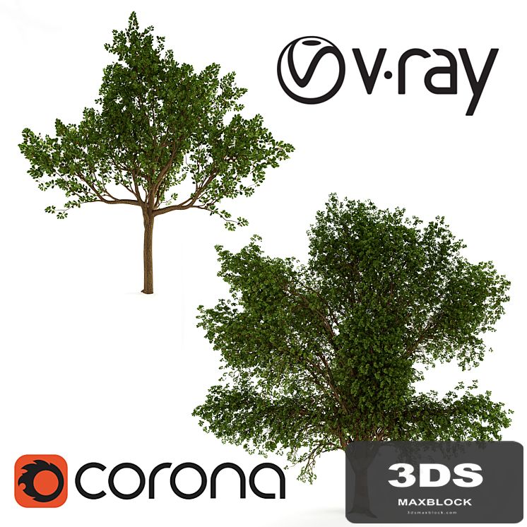 Two Oaks