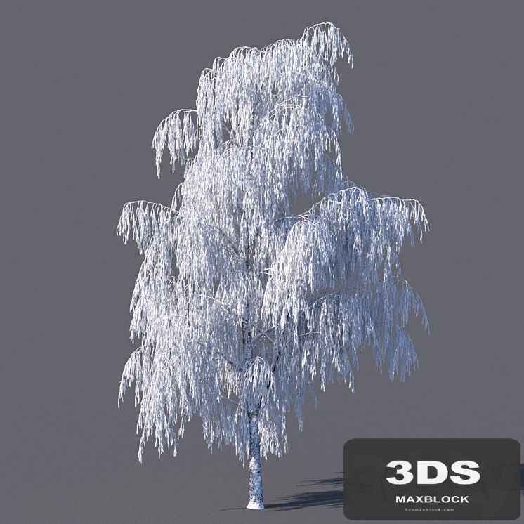 Winter birch (15 meters)