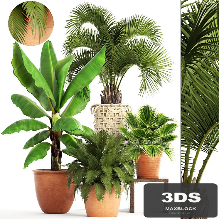 Collection of plants. Clay flowerpot, flower, pot, white basket, palm tree, banana, bush, fan, butia, brachea, outdoor, landscaping