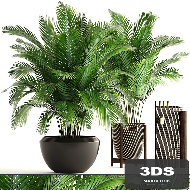 Collection of plants 164. Areca Palm, kentia, hoveya, areca, pot, bush, basket, flowerpot, interior, Howea