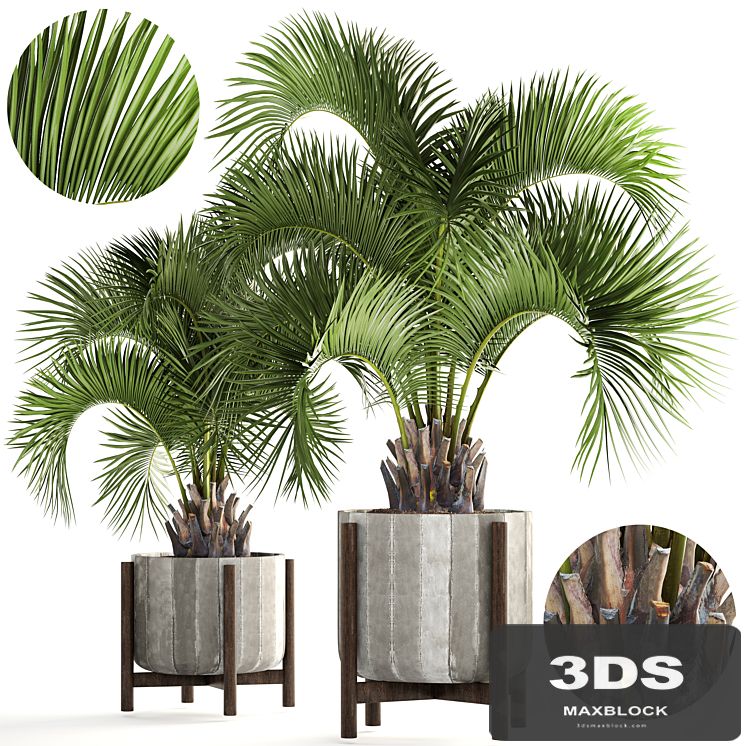 Collection of plants 165. Butia capitata, Butia, palm tree, concrete pot, flowerpot, indoor, interior, decorative, outdoor
