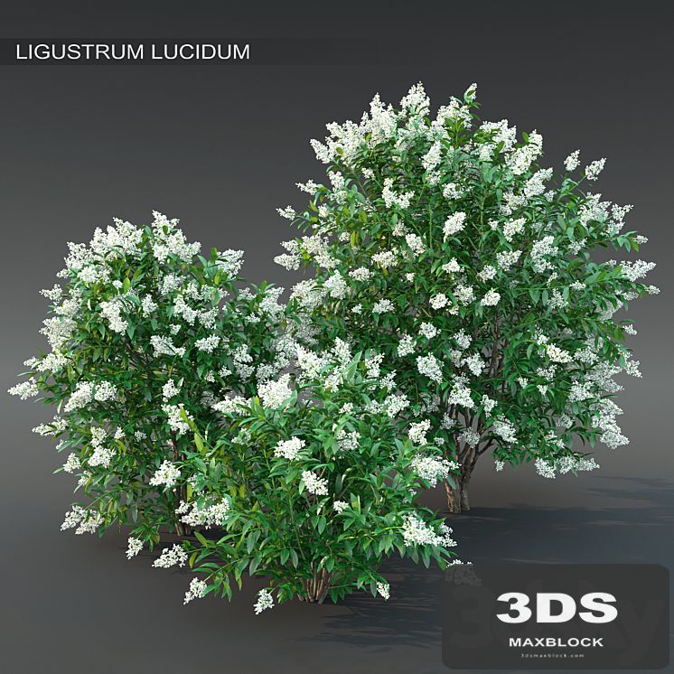 Ligustrum flowering №2