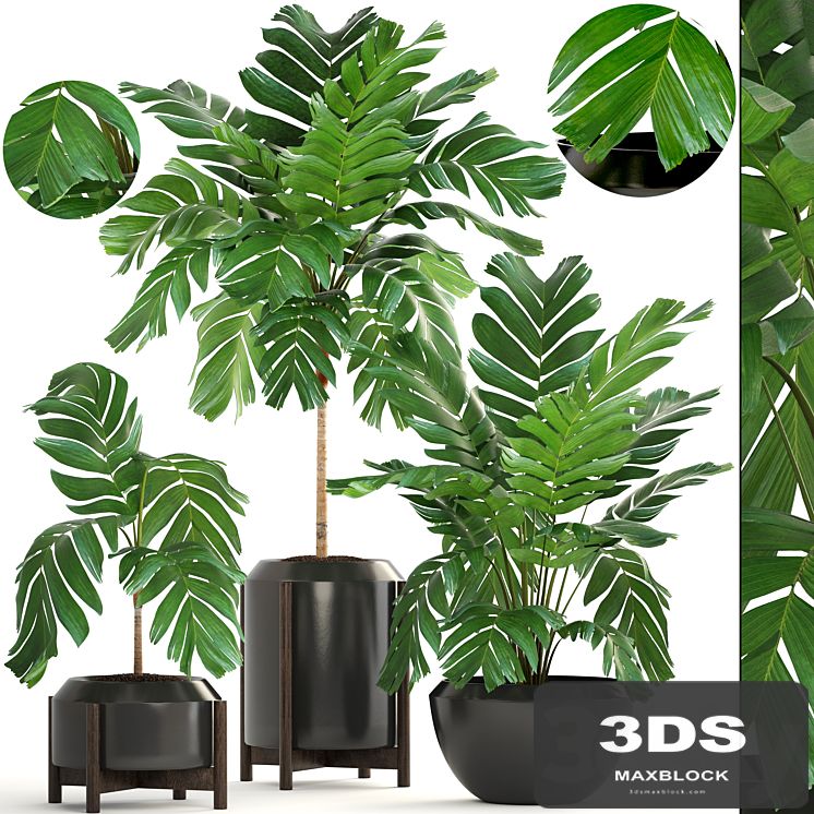 Collection of plants 167. Chamaedorea elegans, Chamaedorea graceful, bush, pot, flower, palm tree, flowerpot, interior