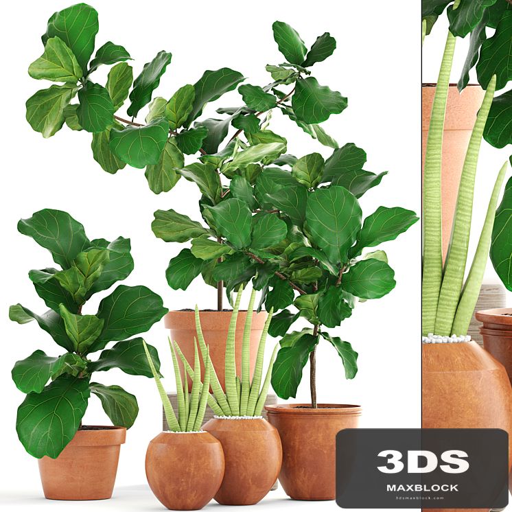 Collection of plants. Ficus lyre, ornamental tree, flower, pot, clay, clinker, outdoor, sansevieria, Ficus Lyrata