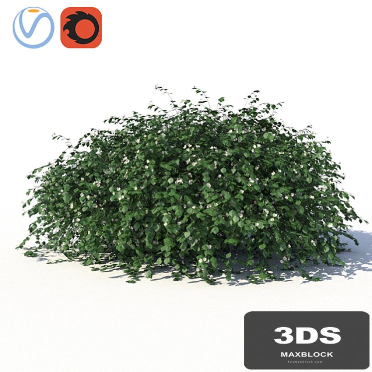 Chubushnik (jasmine) with lying on the ground branches and leaves