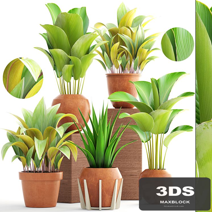 Collection of plants 172. Calathea lutea, bush, pot, flower, clay pot, clinker, agave, interior plants