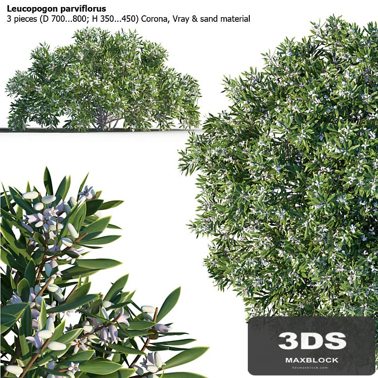 Leucopogon parviflorus, shrub