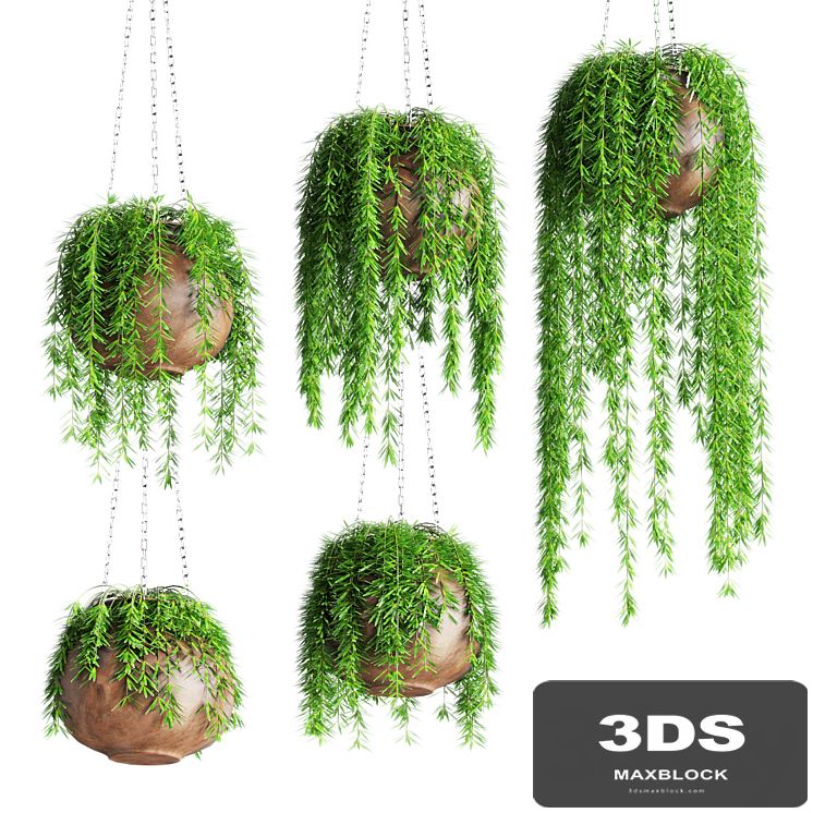 Hanging plants in pots
