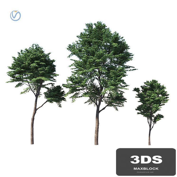 Fraxinus excelsior