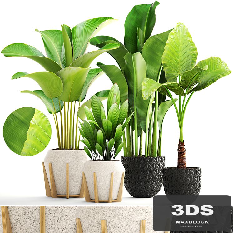 Collection of plants. exotic, interior, Calathea, palm tree, alocasia, bush, banana, pot, flower