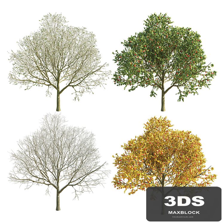 Apple Tree 2 Seasons