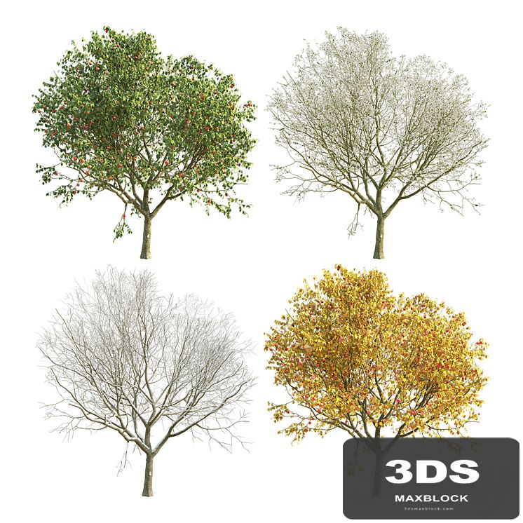 Apple Tree 4 Seasons