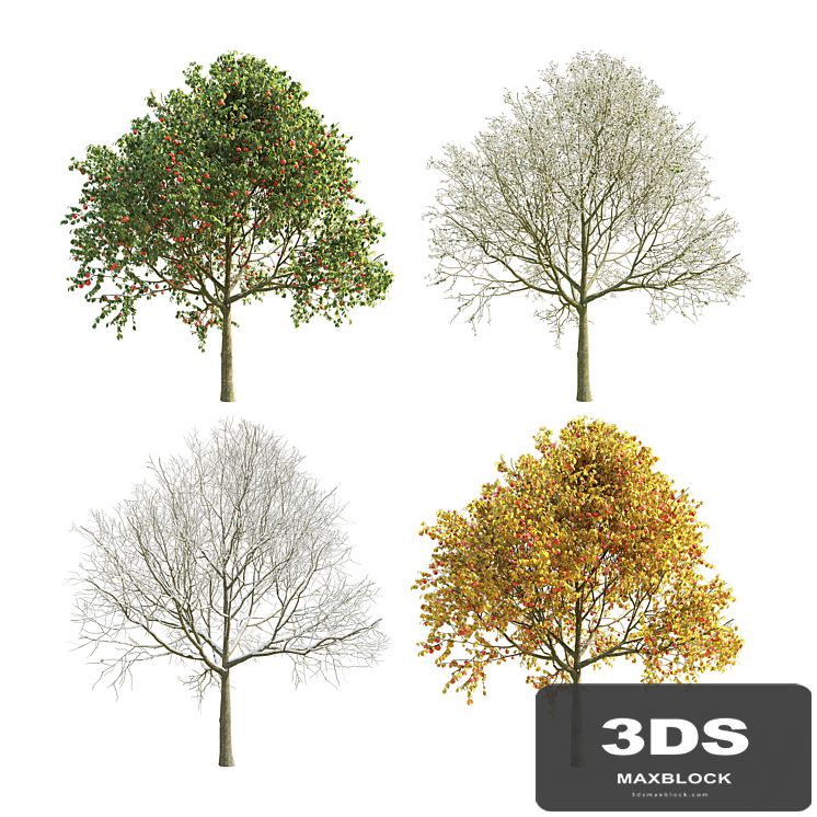 Apple Tree 5 Seasons