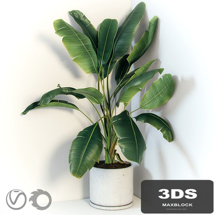 Plant Strelizia in a concrete pot