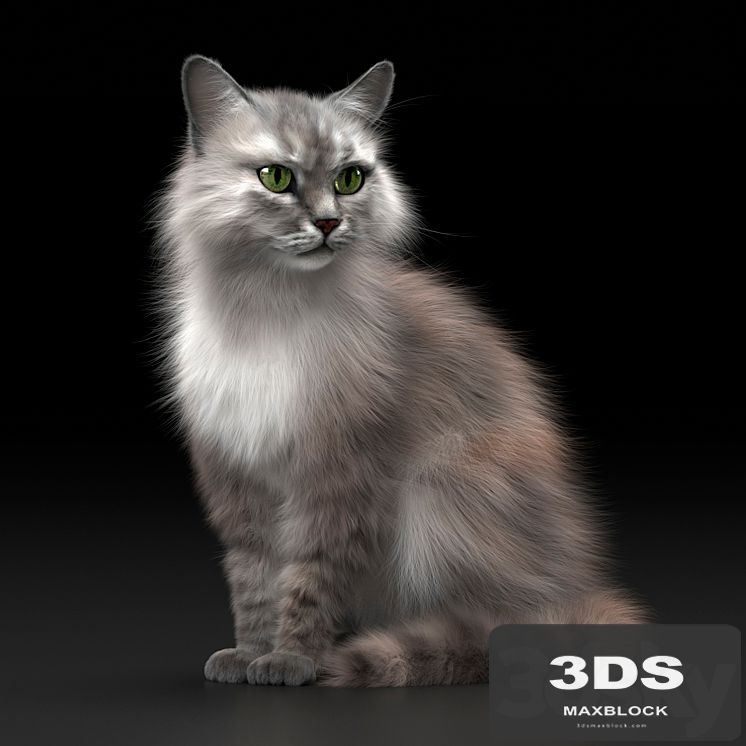 CAT 3
