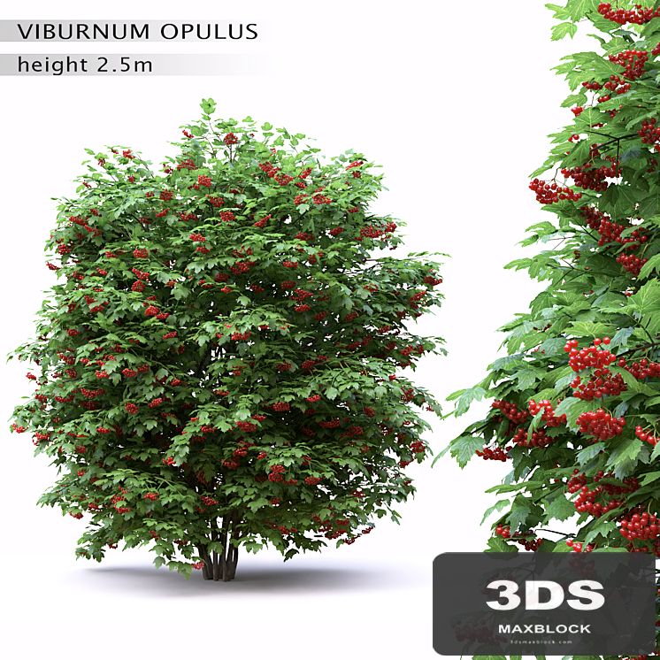 Red Wild Red Viburnum