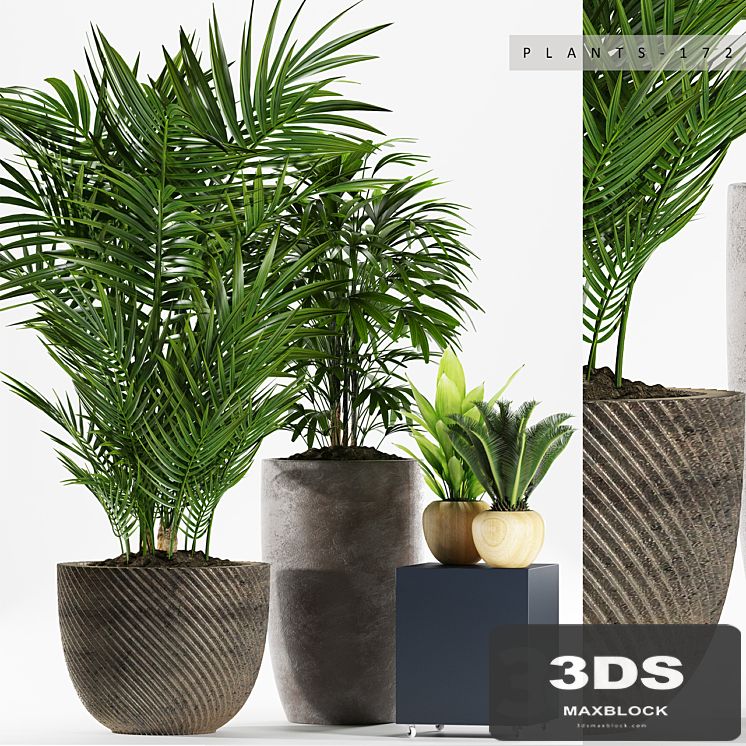 PLANTS 172