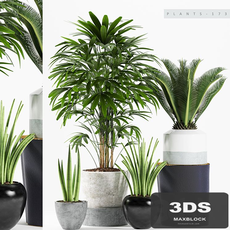 PLANTS 173