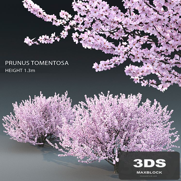 Prunus tomentosa (cherry)