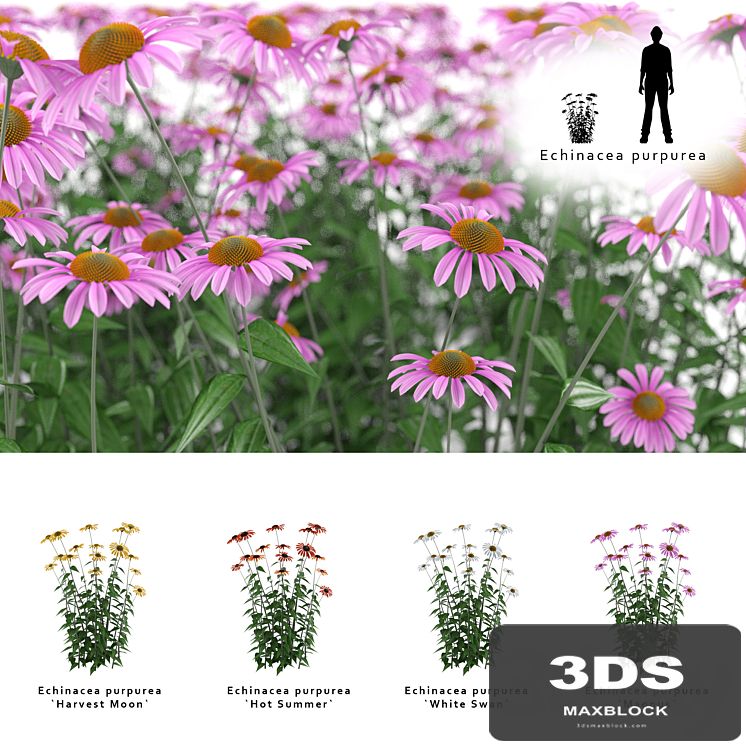 Echinacea purpurea bush | Echinacea purpurea