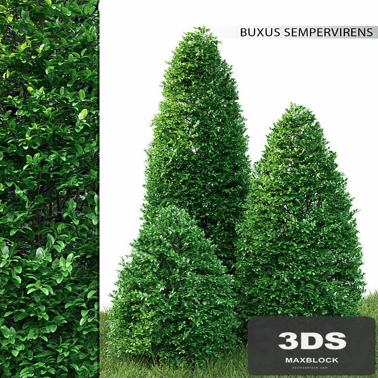 Buxus