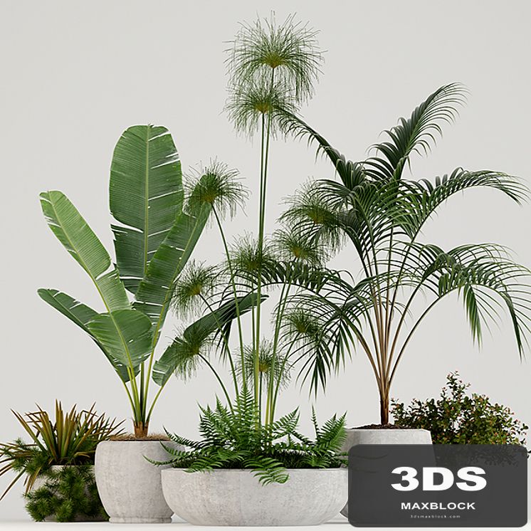 Plants collection 80