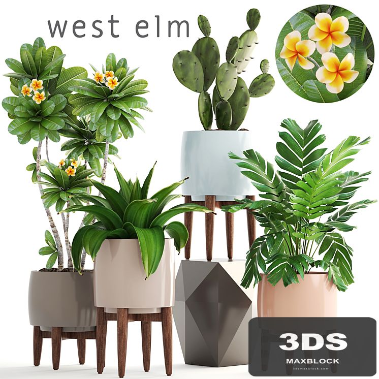 Collection of plants. frangipani, agave, palm, cactus, prickly pear, Hamedorea, palm, flower, pot